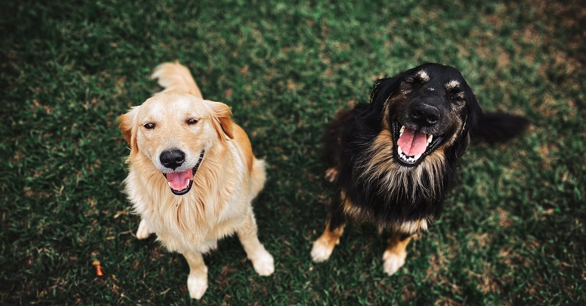 Warum haben Hunde einen Schwanz und welche Funktion erfüllt er?