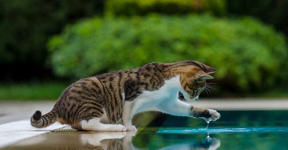 Warum meiden Katzen Wasser und was steckt dahinter?
