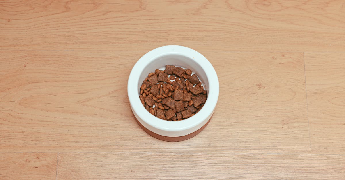 Ist getreidefreies Hundefutter mit viel Fleisch optimal?
