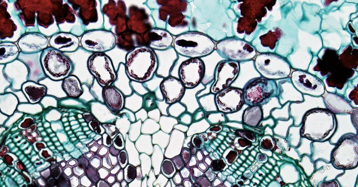 Warum besitzen Tiere keine Zellwand in ihren Zellen?