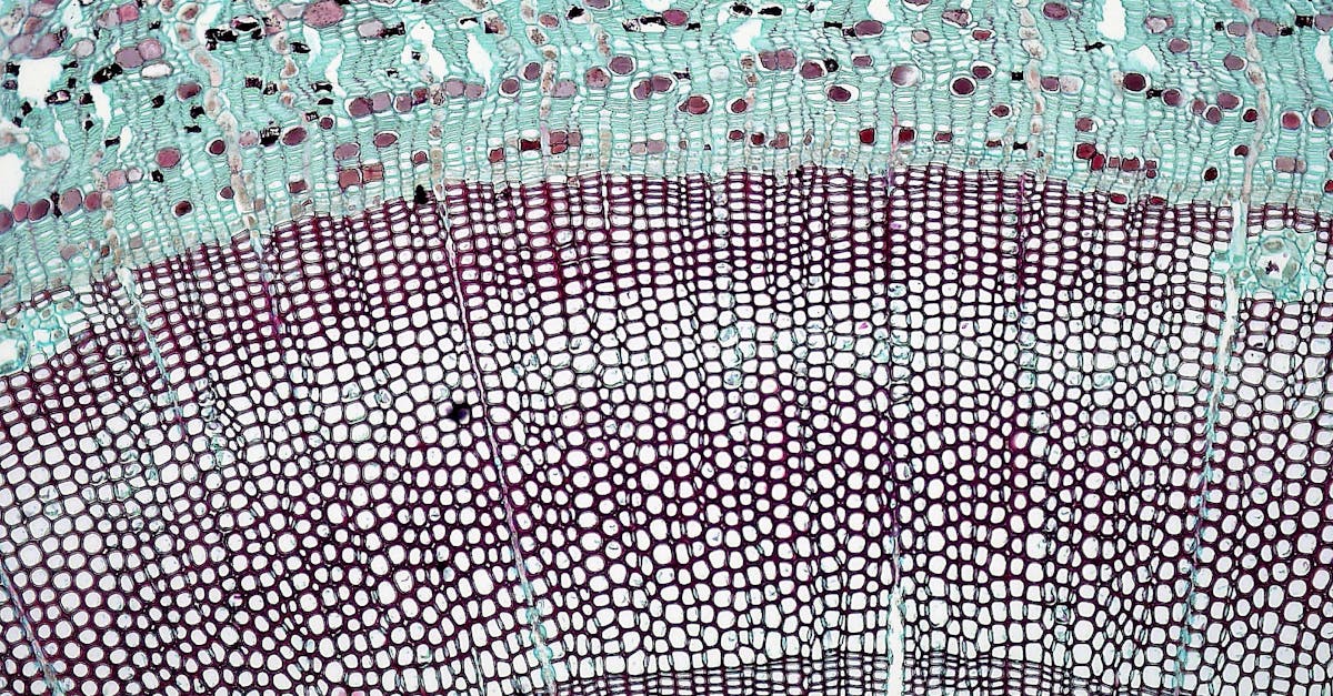 Warum besitzen Tiere keine Zellwand in ihren Zellen?