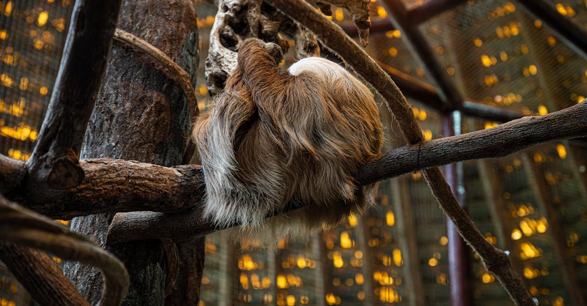 Warum haben Tiere Fell und welche Vorteile bringt es?