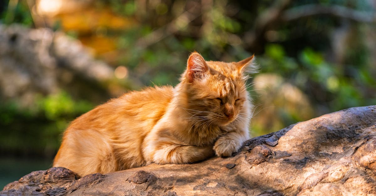 Warum haben Tiere Fell und welche Vorteile bringt es?