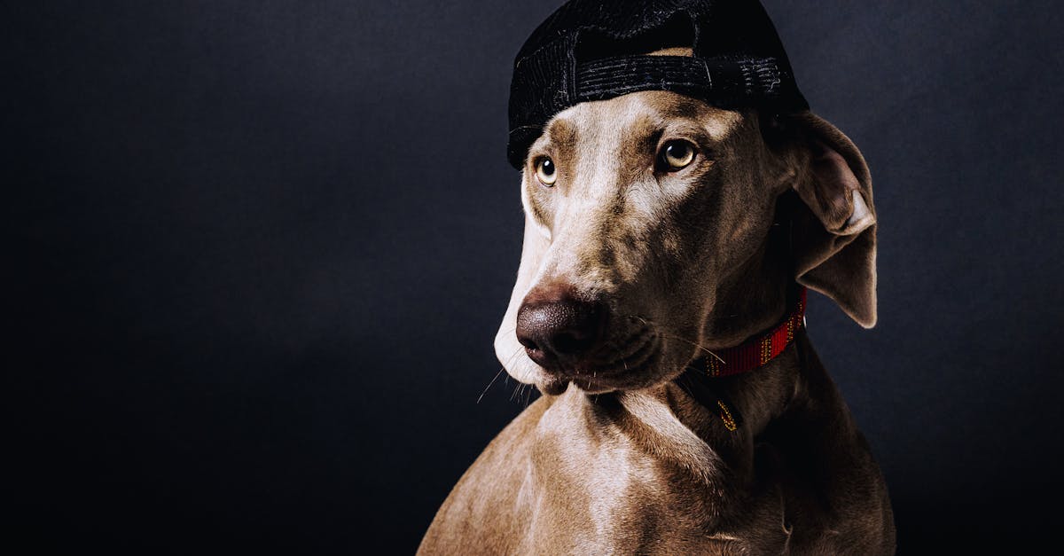 Warum kratzt mein Hund ständig? Ursachen und Lösungen!