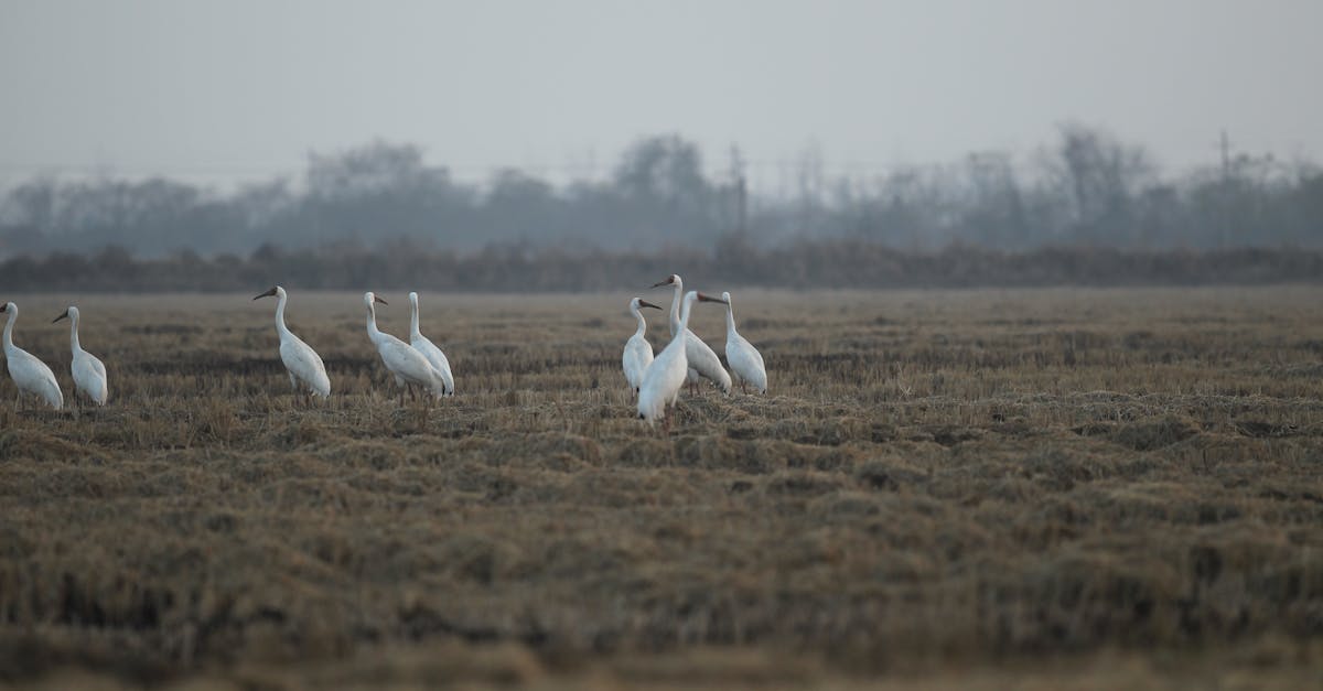 Warum ziehen Vögel im Winter nach Süden? Entdecke die Gründe!