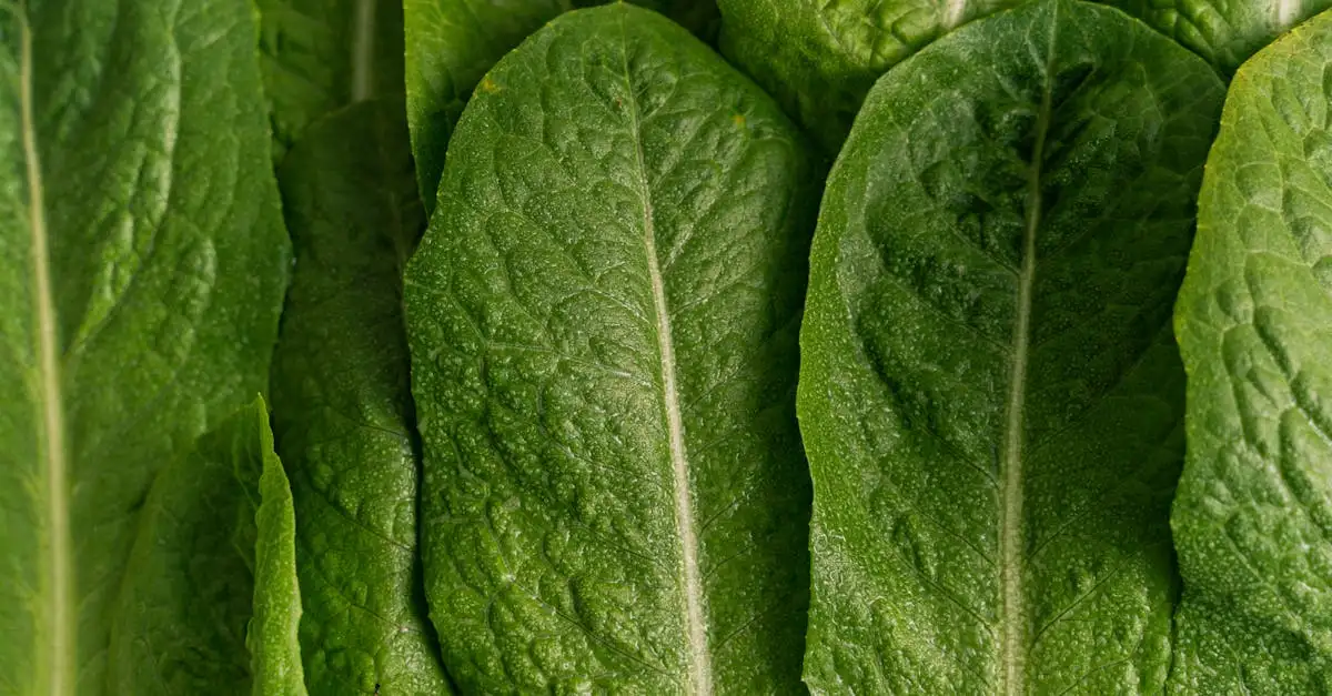 Was ist der Unterschied zwischen veganer und vegetarischer Ernährung?