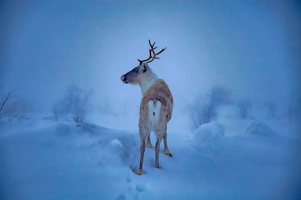 Was ist Lappland und was macht es so einzigartig?