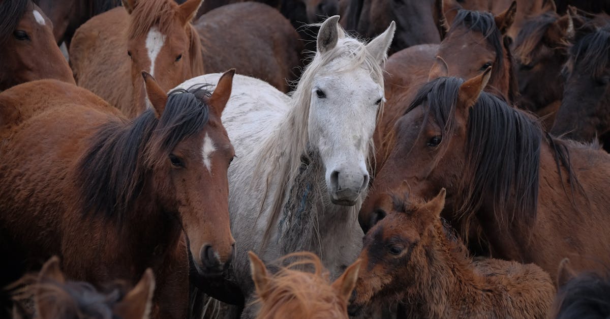 Was sind Lipizzaner-Pferde und was macht sie so besonders?