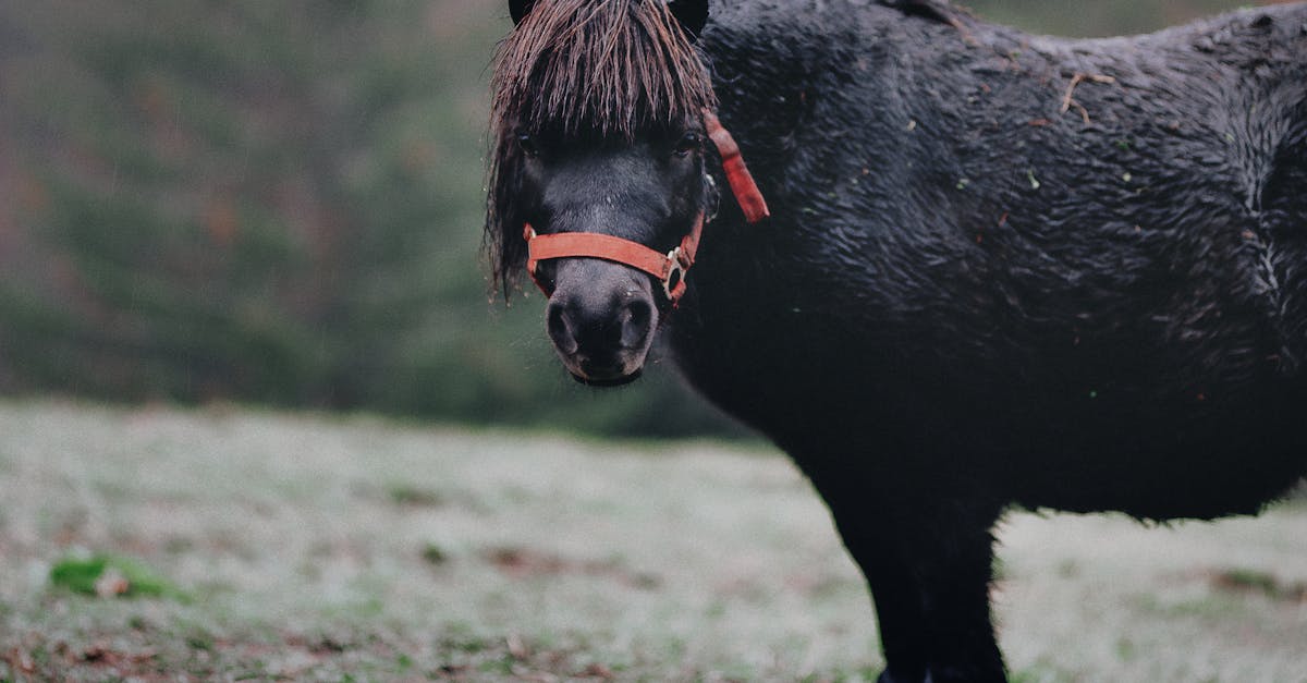 Was steckt hinter der Geschichte von Black Beauty?