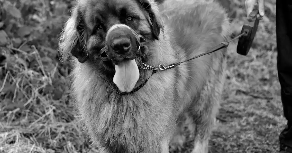 Was zeichnet den einzigartigen Leonberger Hund aus?