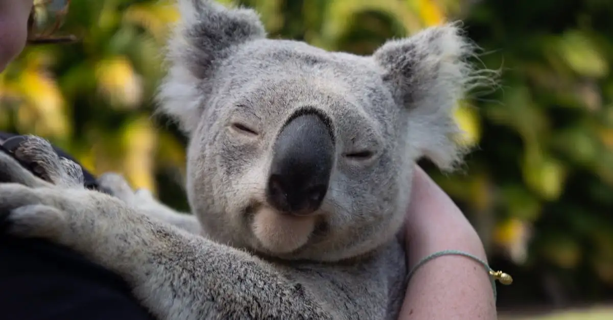 Welche einzigartigen Tiere leben nur in Australien?
