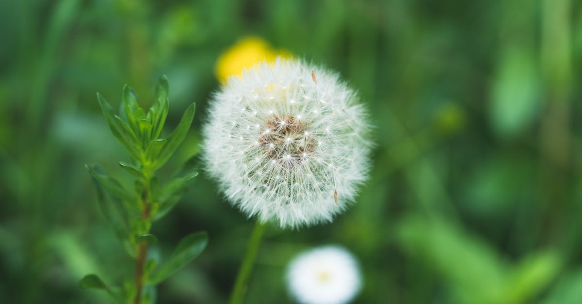 Wie viele Pollen sind heute in der Luft? Aktuelle Werte!