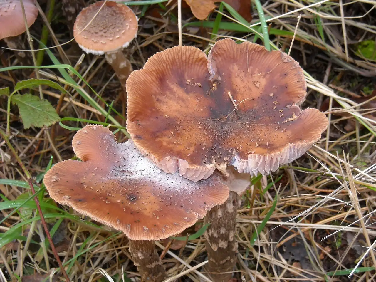 Können Pilze Tiere anziehen oder abwehren? Eine Analyse!