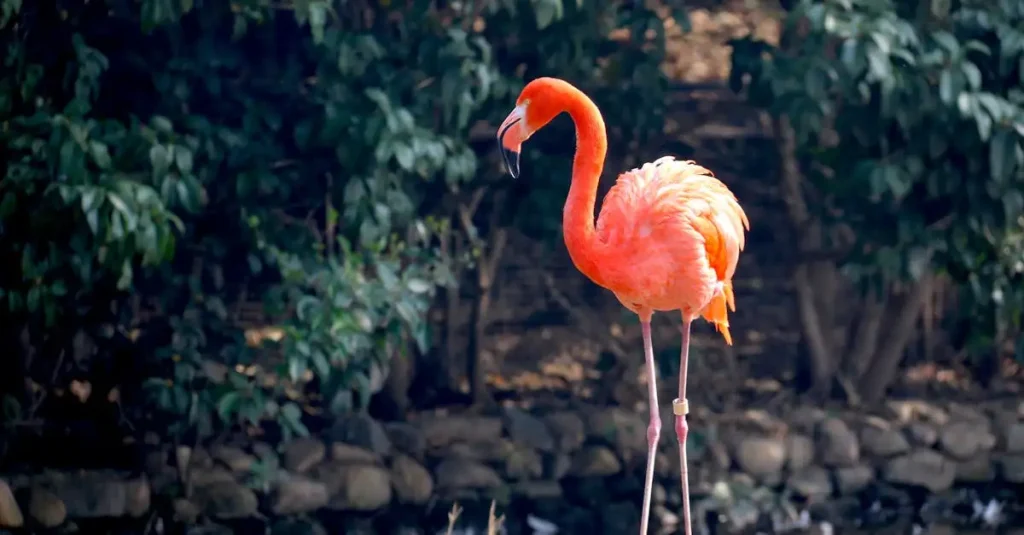 Warum ist der Flamingo rosa? Die Antwort hier entdecken!