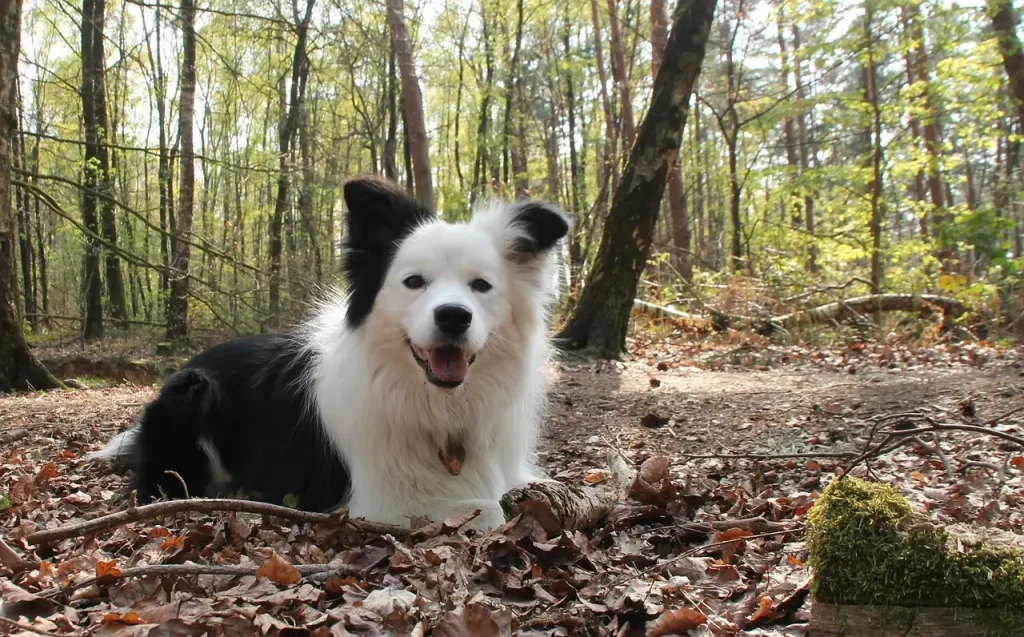 Warum ist der Hund das perfekte Haustier für Kinder?