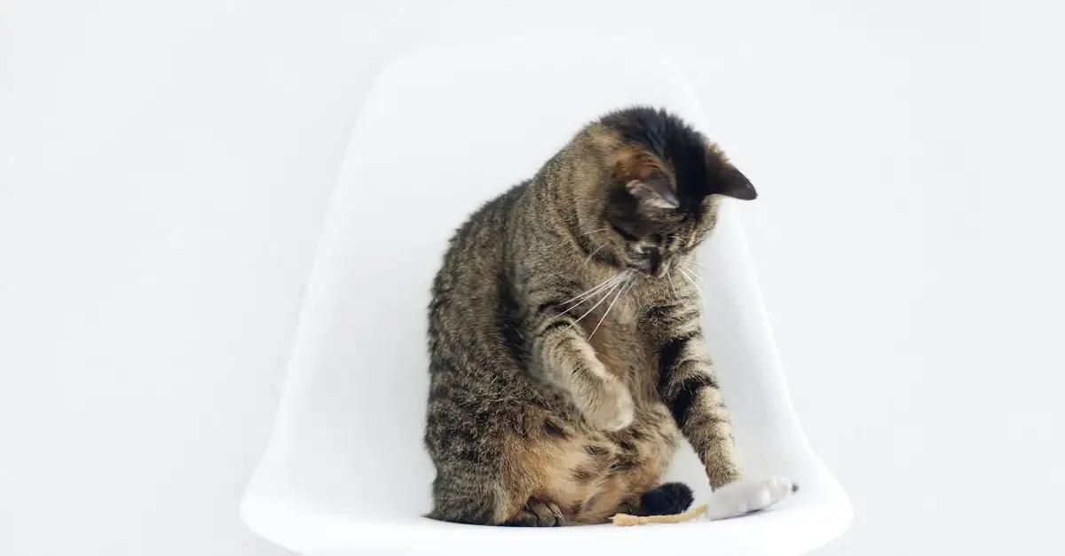 Warum kratzen Katzen an Möbeln und wie kann man helfen?