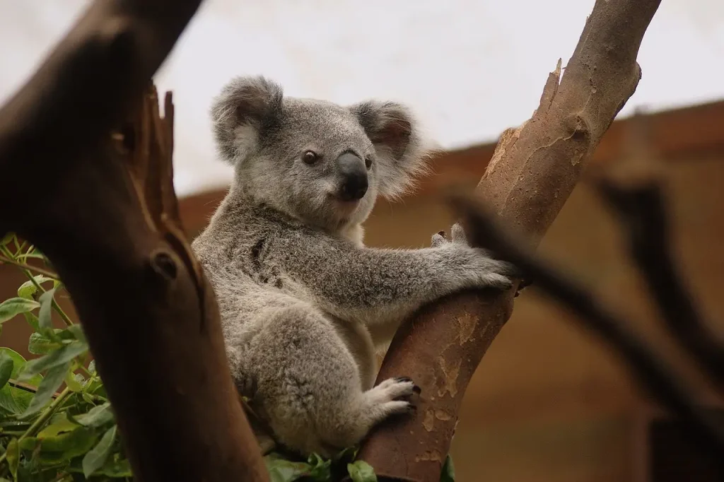 Warum sind Eukalyptusblätter die Lieblingsnahrung der Koalas?