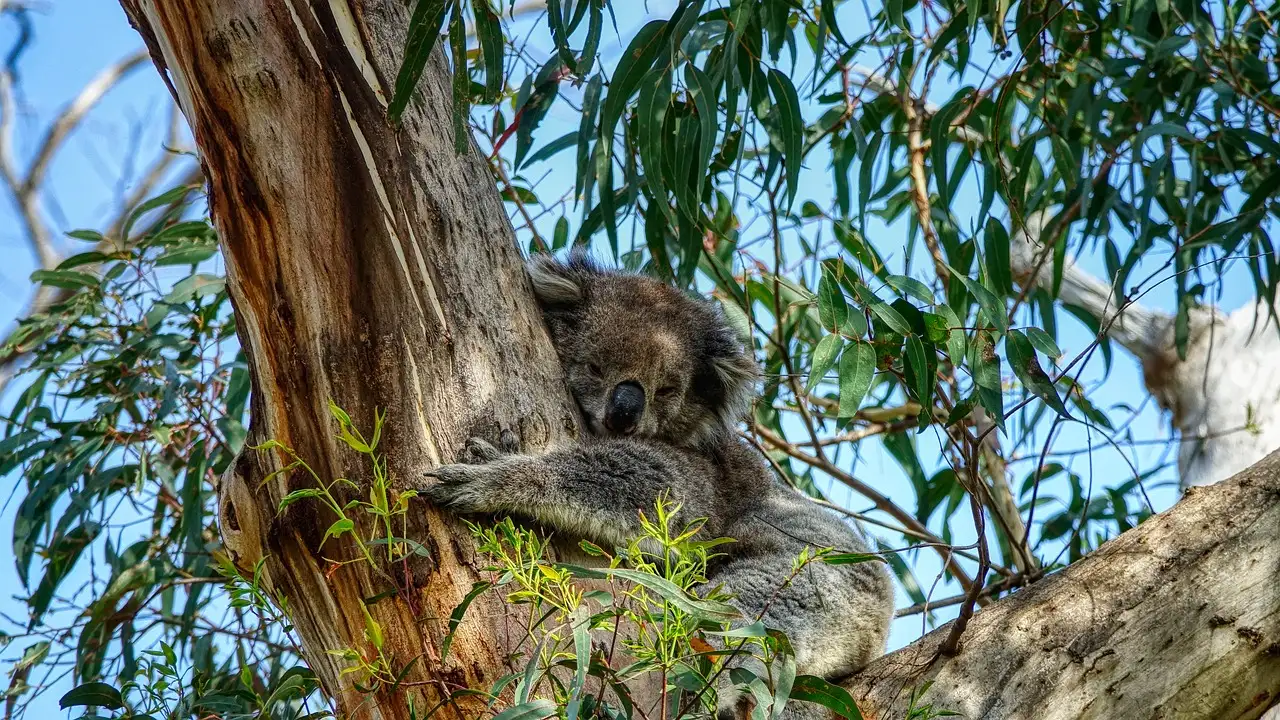 Warum sind Eukalyptusblätter die Lieblingsnahrung der Koalas?
