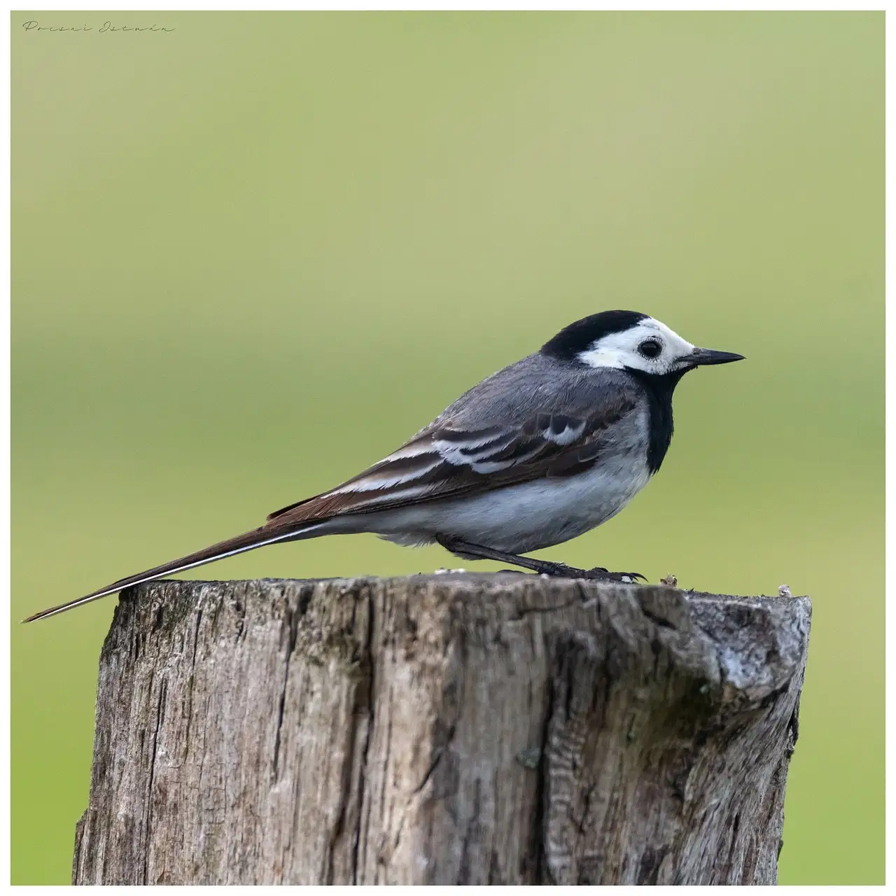 Welche Vögel nutzen Werkzeuge und wie machen sie das?
