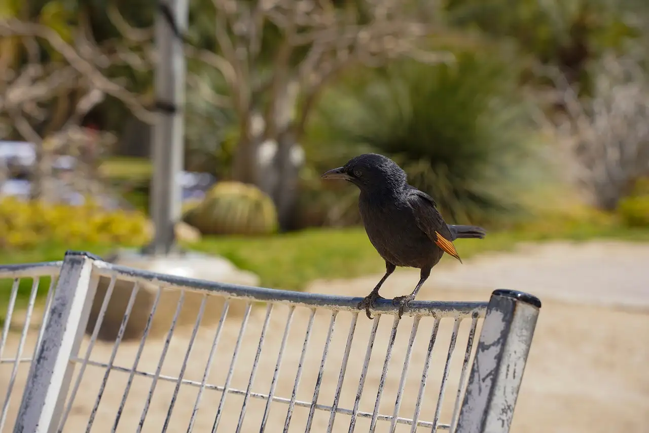 Welcher Nationalpark beherbergt Ein Gedi?
