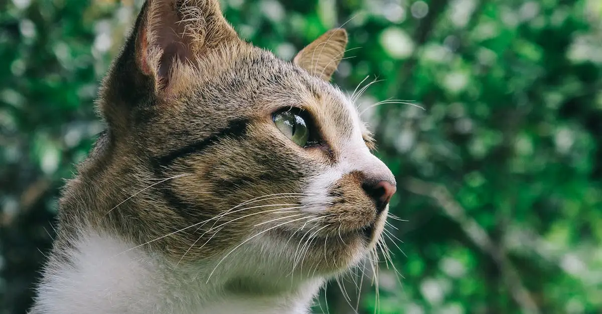 Warum schnurrt meine Katze? Entdecke die Gründe hier!