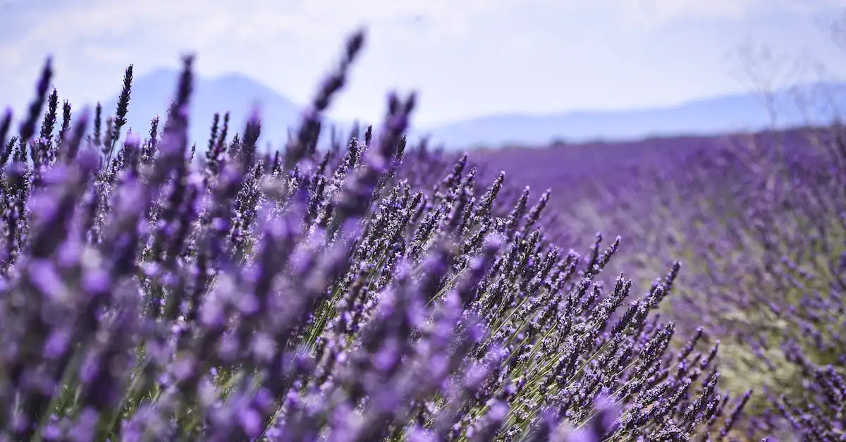 Welche Berge in Frankreich bieten Lavendelfelder und Schluchten?