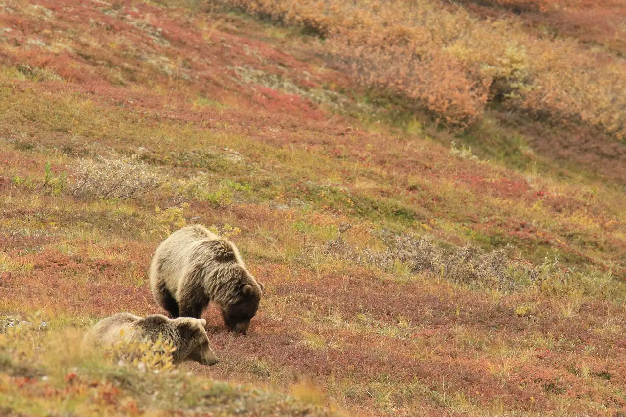 Welche Stadt in Alaska ist der beste Zugang zur Natur?