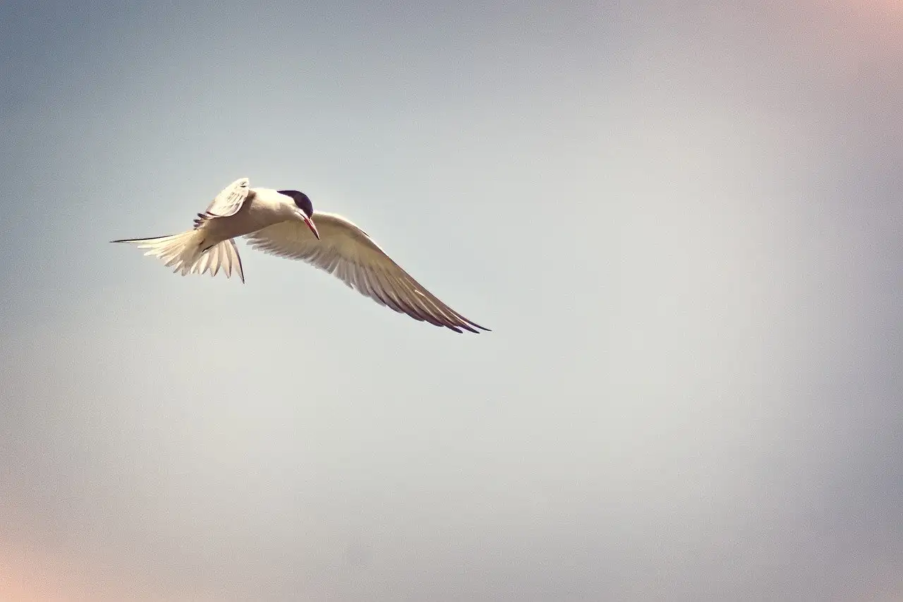 Welche Vögel ziehen wie Seeschwalben auf langen Strecken?
