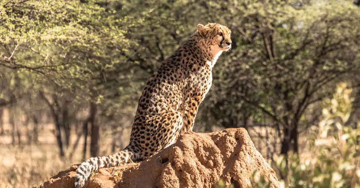 Welche Wüste in Südafrika beheimatet Geparden?