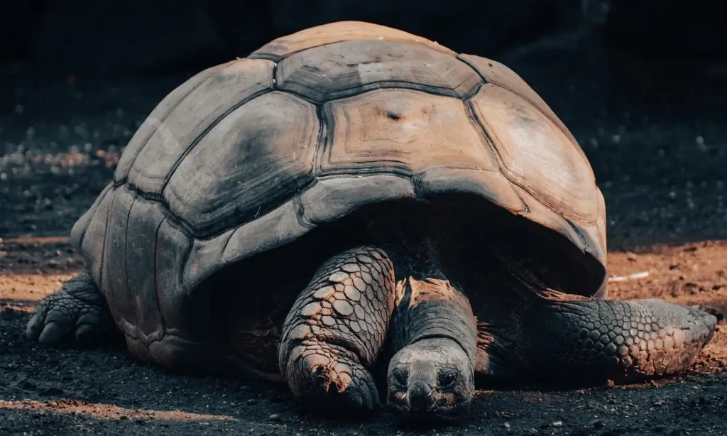 Warum erreichen Riesenschildkröten ein hohes Alter?