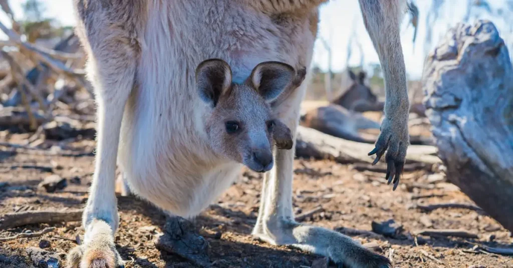 Welche einzigartigen Tiere leben auf Kangaroo Island?