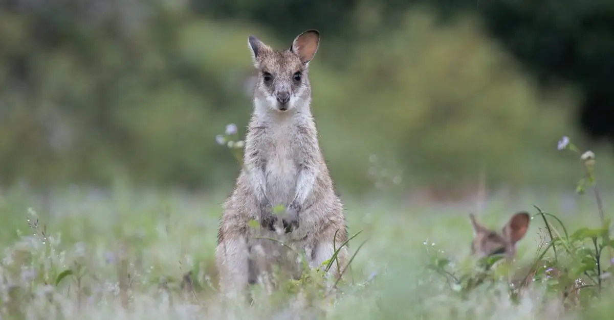 Welche einzigartigen Tiere leben auf Kangaroo Island?