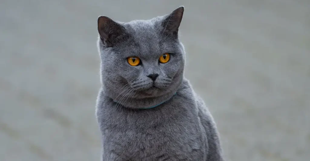 Welche Katzenrassen haben die schönsten langen Felle?