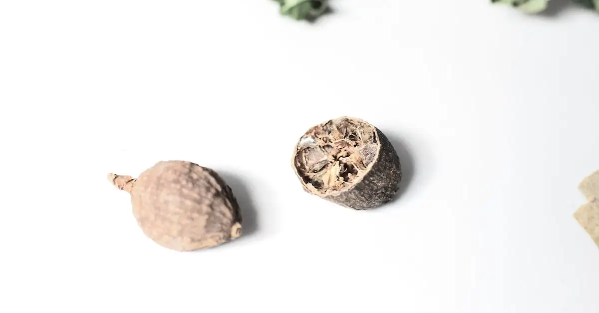 Welches Gewürz stammt aus der Blüte des Muskatnussbaums?
