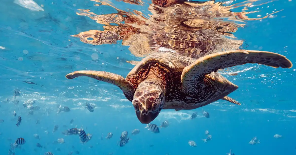 Warum ist Schnorcheln am Ningaloo Reef so einzigartig?