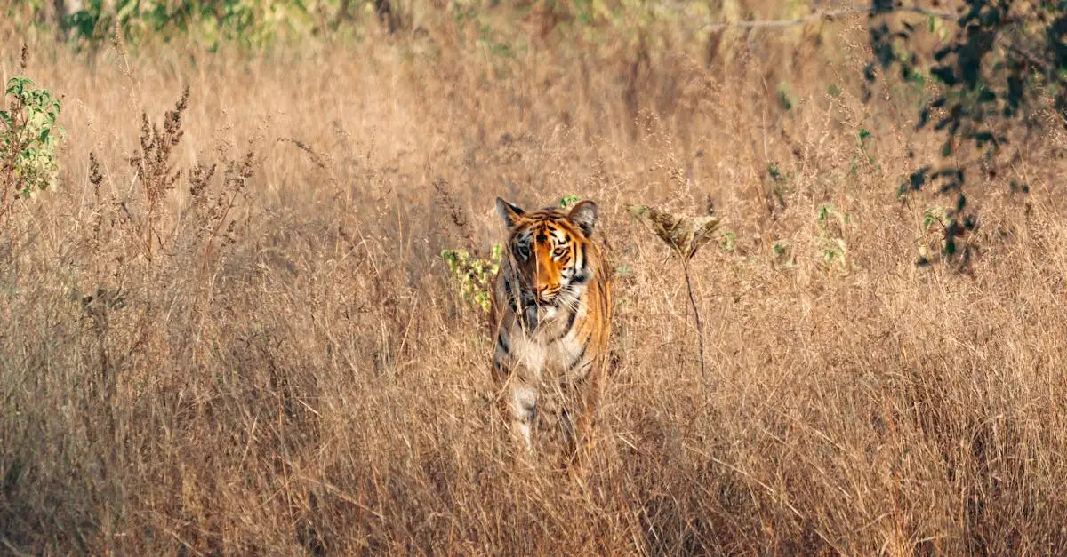 Was macht den Ranthambore-Nationalpark einzigartig für Tiger?