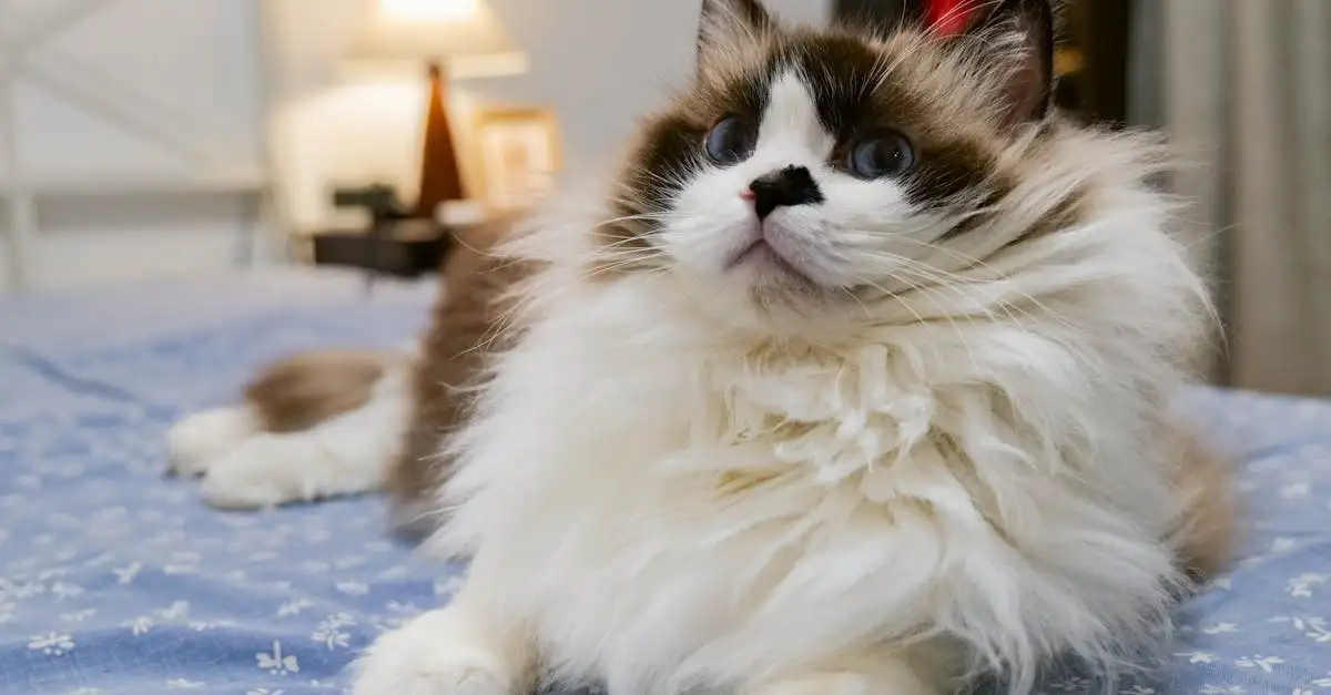 Welche Vorteile hat die Sterilisation oder Kastration von Katzen?