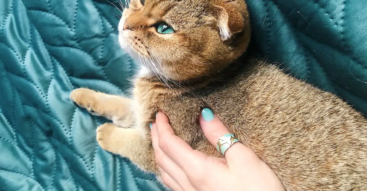 Wie fördern Katzen Entspannung und Achtsamkeit?