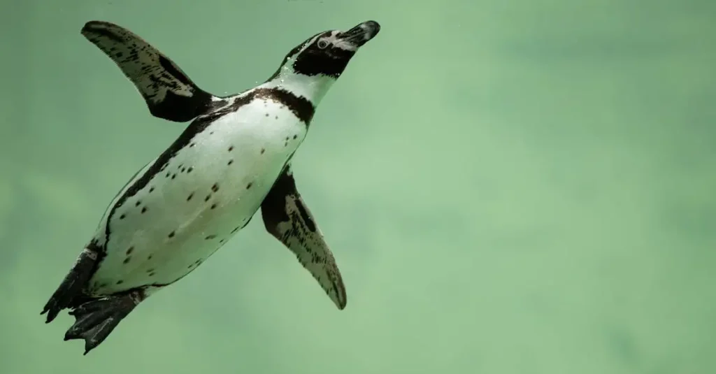 Wie jagen Pinguine unter Wasser nach Nahrung?