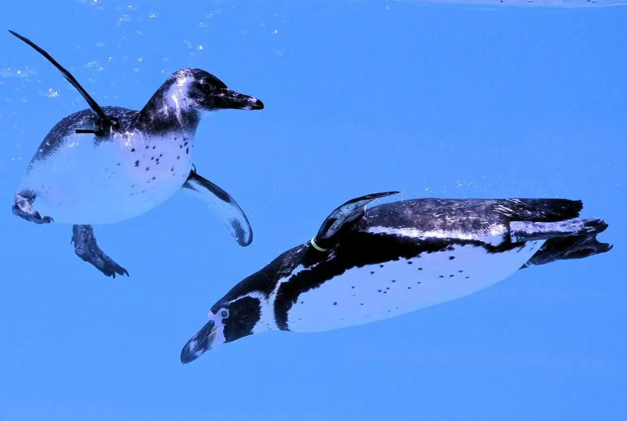 Wie jagen Pinguine unter Wasser nach Nahrung?