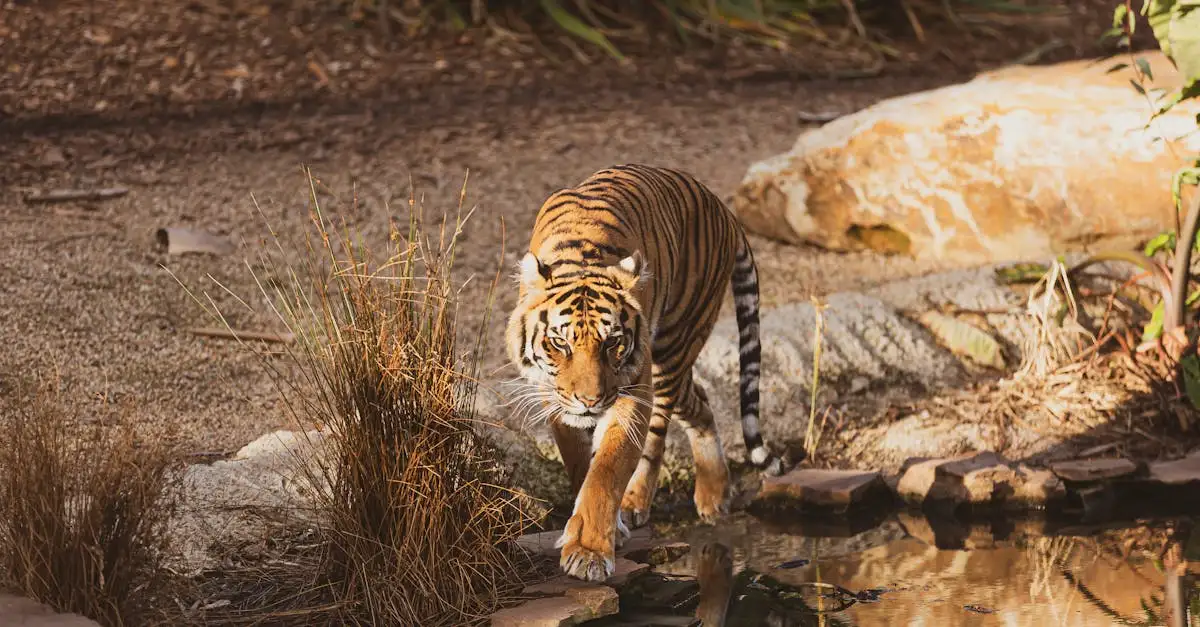 Warum glänzen die Augen von Katzen so stark?