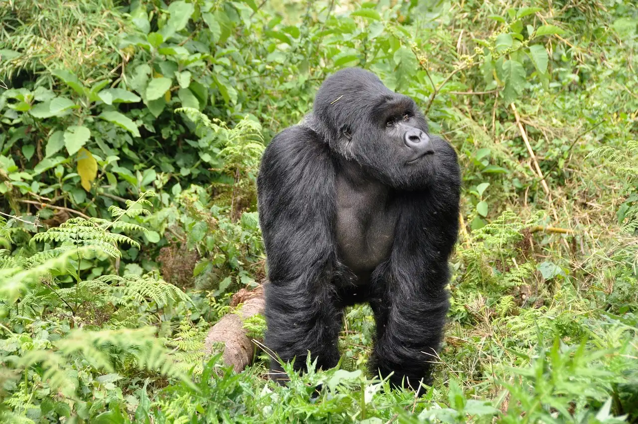 Was ist die Hauptstadt von Ruanda und warum ist sie wichtig?