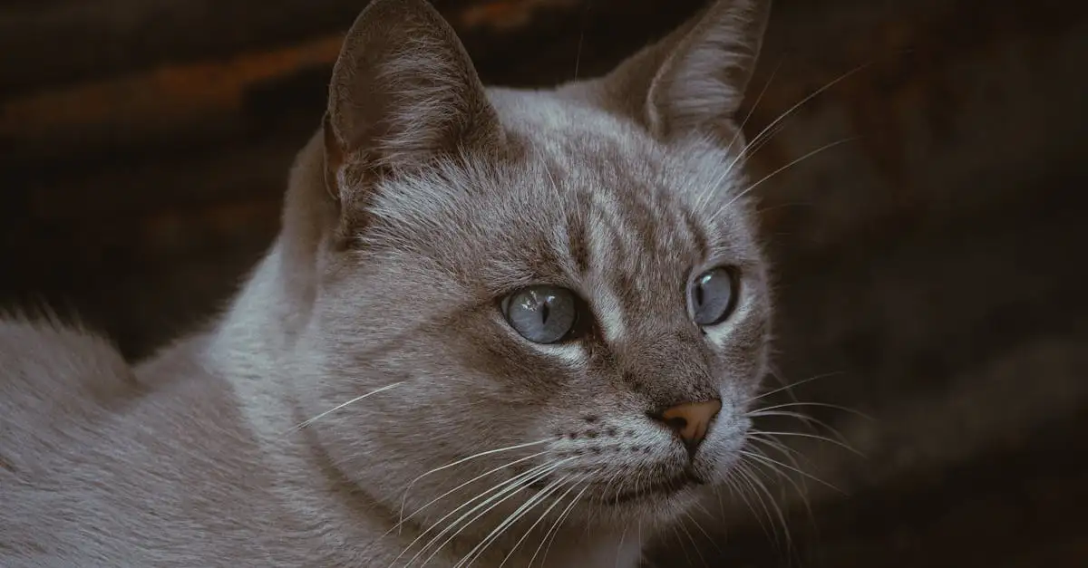 Welche Ernährungsbedürfnisse sind wichtig für Katzen?