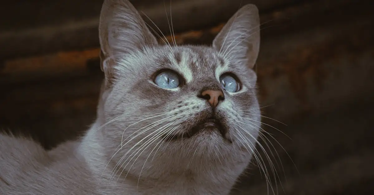 Welche Ernährungsbedürfnisse sind wichtig für Katzen?