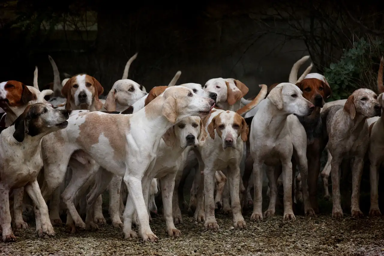 Welche Rolle spielten Hunde in alten spirituellen Überzeugungen?