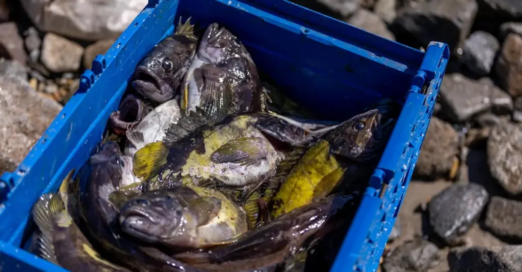 Wie beeinflusst der Lake Winnipeg die lokale Fischerei?
