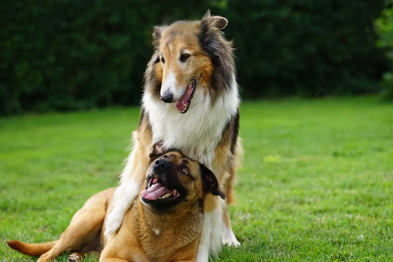 Wie helfen Hunde bei der Krebsfrüherkennung?