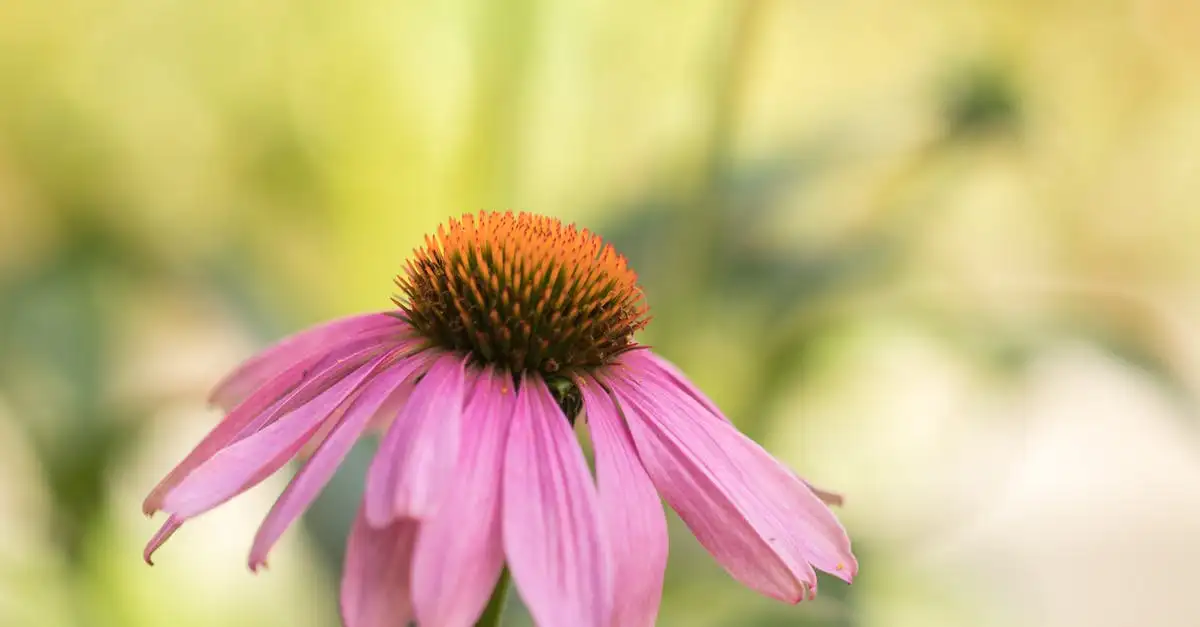 Wie hilft Echinacea bei der schnelleren Grippegenesung?