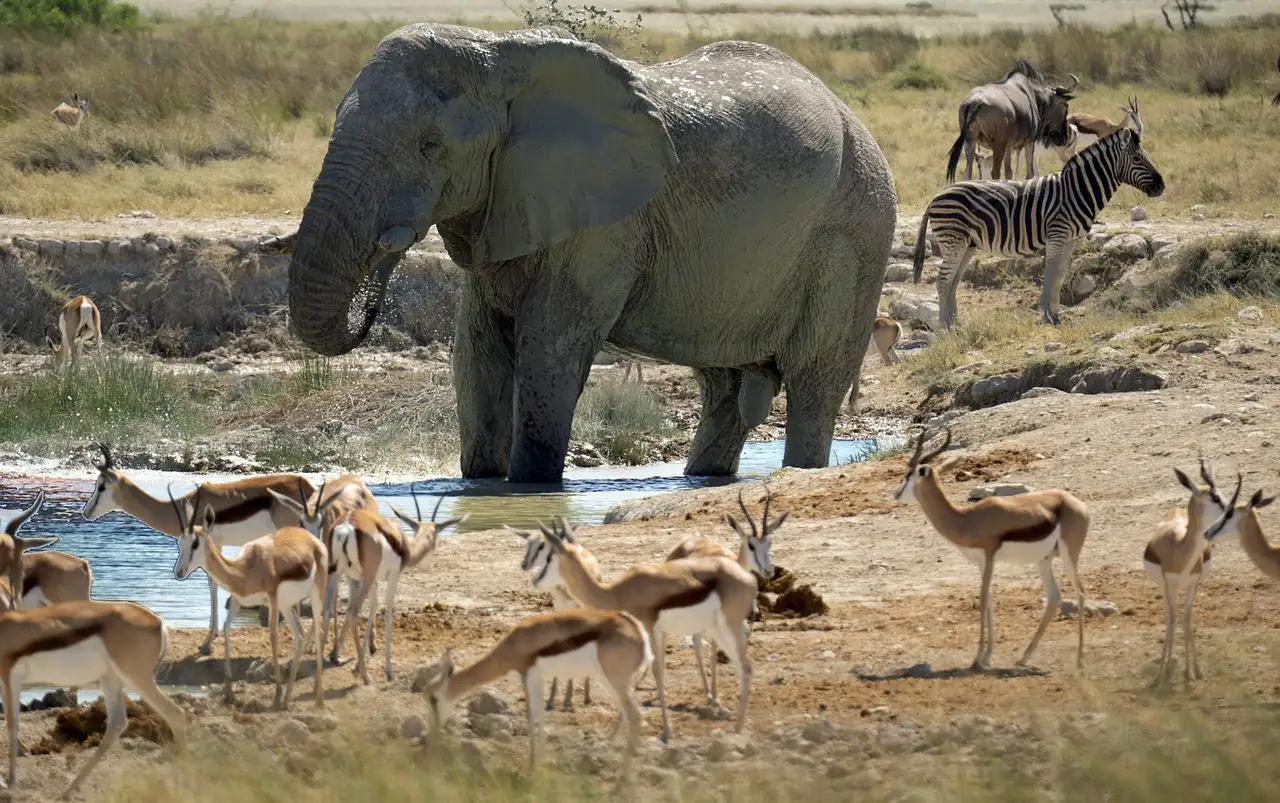 Wo kann man die Big Five im Chobe-Nationalpark sehen?