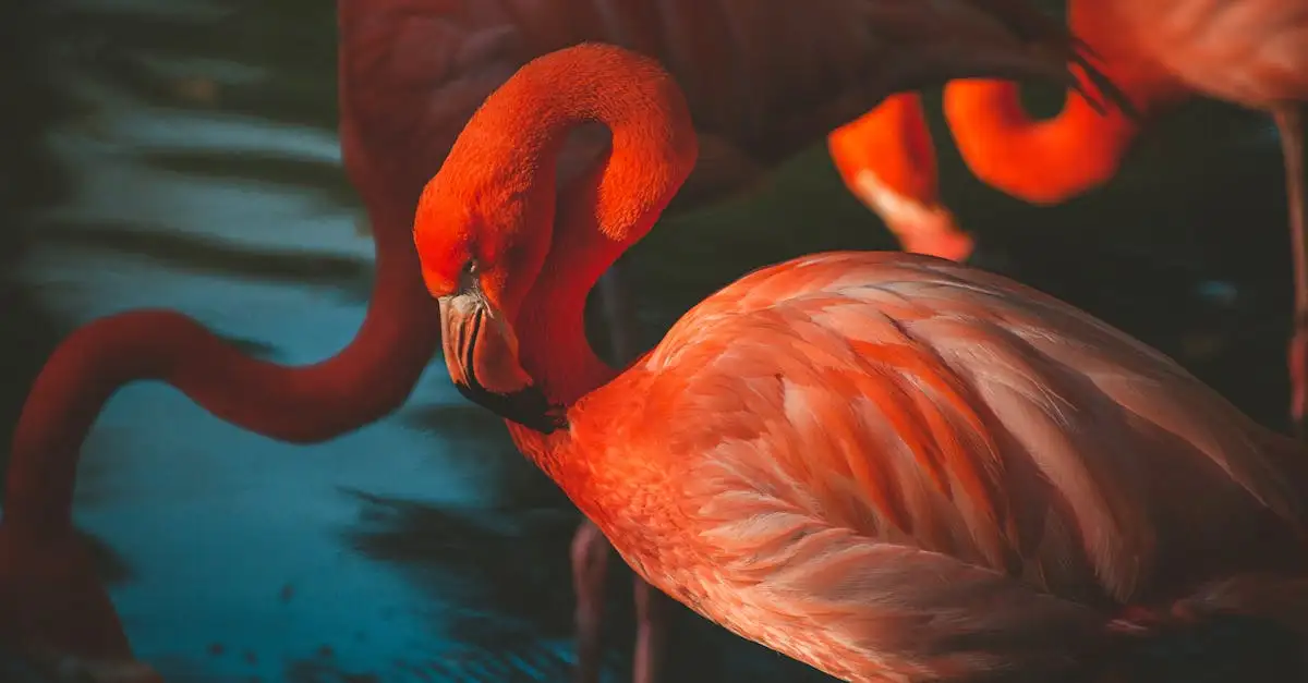Wo kann man die Flamingos am Lake Bogoria in Kenia sehen?